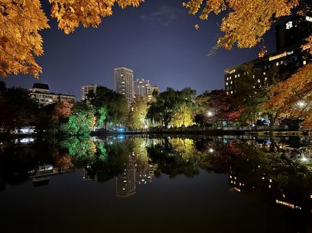 中島公園の夜景シリーズ06 紅葉,もみじ,ビルの写真素材