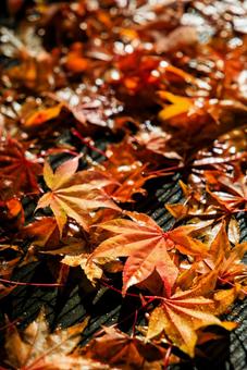 ベンチの上の紅葉 ベンチの上の紅葉,紅葉,モミジの写真素材