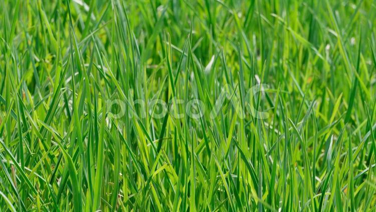 グリーンのフレッシュなイメージの背景素材 グリーン,フレッシュ,イメージの写真素材