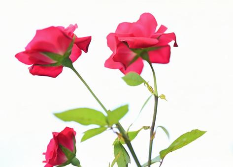 空へ伸びる情熱 空へ伸びる情熱 ばら,薔薇,バラの写真素材