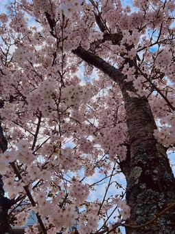 桜の木 春,自然,さくらの写真素材