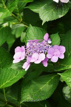 ガクアジサイ(額紫陽花) ガクアジサイ(額紫陽花) ガクアジサイ,額紫陽花,紫陽花の写真素材
