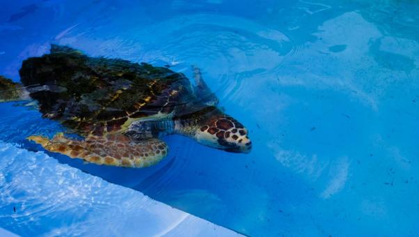 保護された海亀 保護された海亀 海亀,かめ,生き物の写真素材