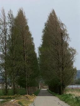 木の道 木の道の写真