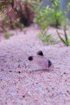 コリドラス パンダ 熱帯魚 コリドラス パンダ 熱帯魚の写真