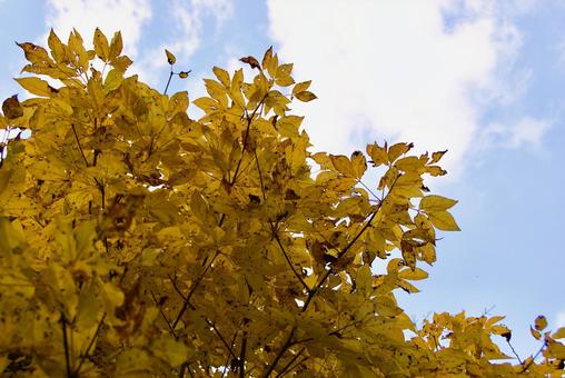 黄葉 タカノツメ,鷹の爪,黄の写真素材