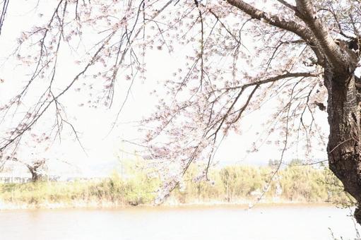 紫波桜 紫波桜の写真