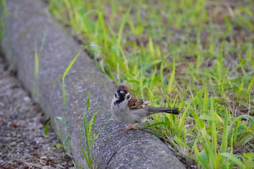 すずめ すずめ スズメ,小鳥,動物の写真素材