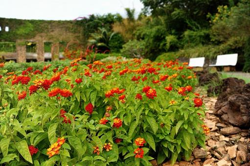 南国の花畑 南国の花畑の写真