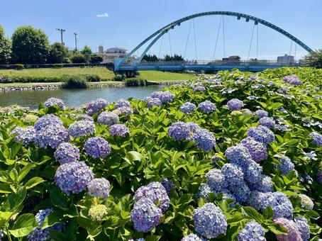 Fureai Bridge and Hydrangea, JPG