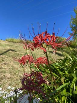 spider lilies, JPG spider lilies, JPG