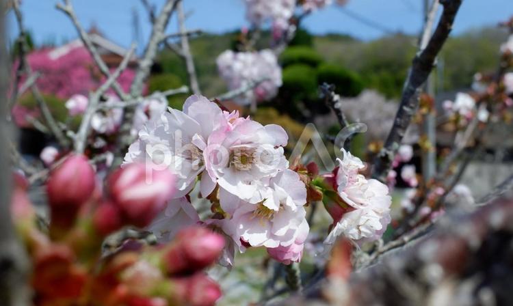 田舎に咲く八重桜 八重桜,花,開花の写真素材