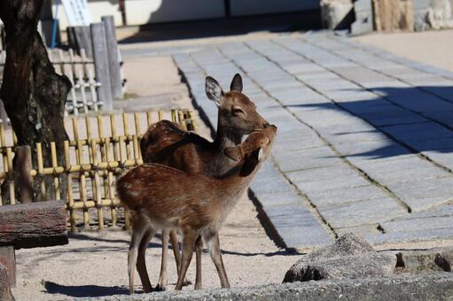仲睦まじいくじゃれ合う鹿のいる奈良公園 仲睦まじいく,じゃれ合う,鹿の写真素材