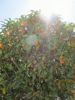 木々にひかり 木々にひかりの写真