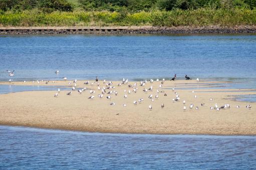 ウミネコの若鳥⒁ ウミネコの若鳥⒁ 鳥,ウミネコ,若鳥の写真素材