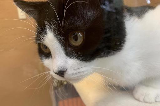 Photo, a butaneko, cat, kitten, 