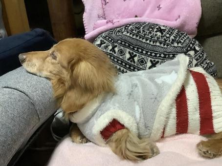 疲れたダックス 疲れたダックスの写真