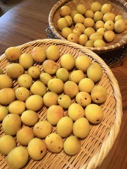 梅仕事 梅,梅仕事,梅干しの写真素材