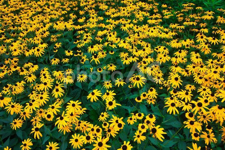 小さなひまわり畑 花,植物,黄色の写真素材