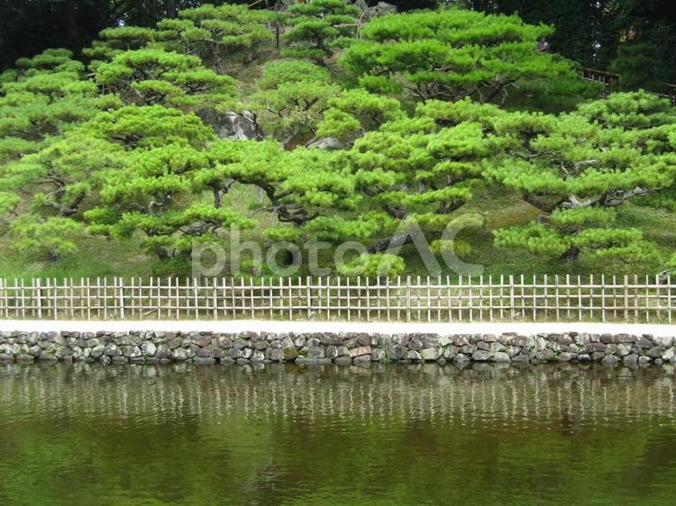 香川県　栗林公園　29 栗林公園,香川県,自然の写真素材
