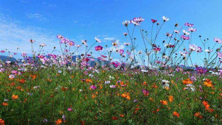色とりどりのコスモス 秋,コスモス,秋桜の写真素材