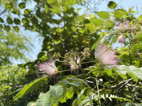 Silk tree 4, JPG Silk tree 4, JPG