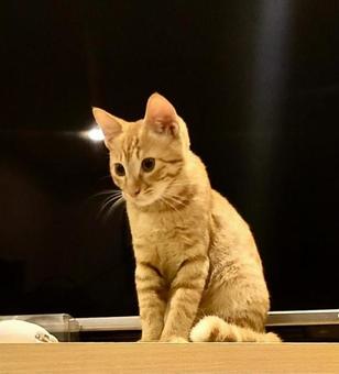 ひらめいちゃった子猫 ひらめいちゃった子猫 猫,子猫,閃きの写真素材