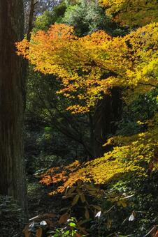 室生寺 室生寺,五重塔,国宝の写真素材
