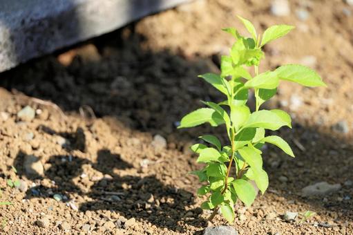 若芽の写真