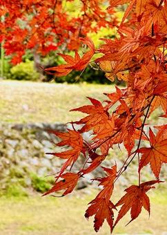 緑と赤 緑と赤 紅葉,秋,もみじの写真素材