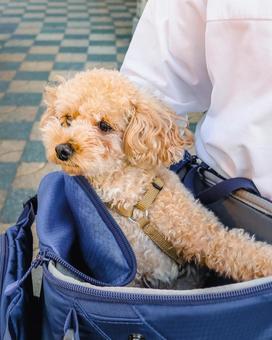 ペットキャリーに入ったトイプードル 犬,キャリー,クレートの写真素材