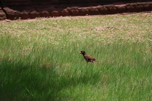 緑の緑地にいるインドハッカ 緑,緑地,インドハッカの写真素材