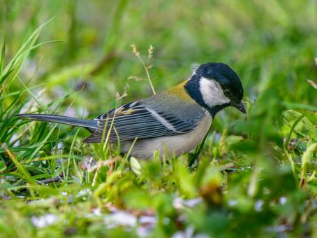 地面を歩くシジュウカラの写真