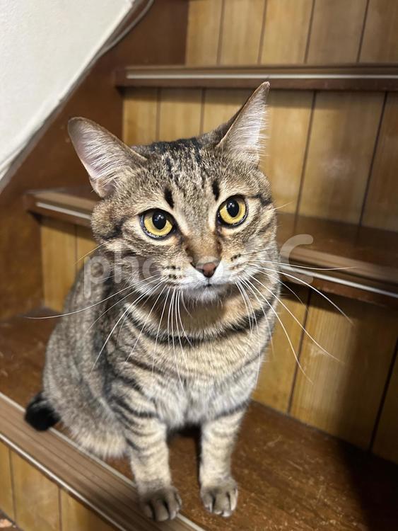 もの問いげな猫 ねこ,ネコ,動物の写真素材