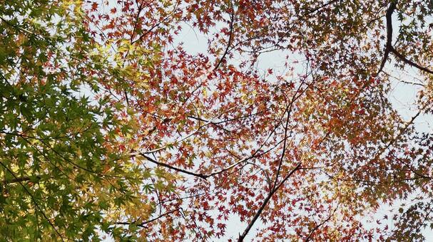 紅葉 木,背景,風景の写真素材