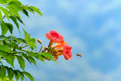 Summer lilies stretching into the sky, JPG