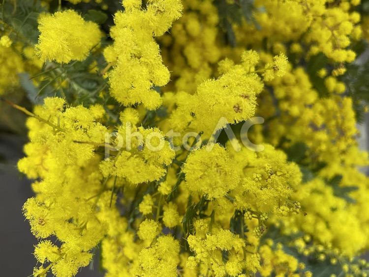花（ミモザアカシア） 花,黄色,ミモザアカシアの写真素材