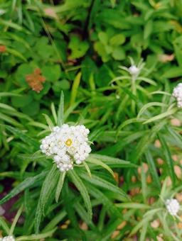 福島 鎌沼に咲いてたヤマハハコ(山母子) 福島 鎌沼に咲いてたヤマハハコ(山母子)の写真