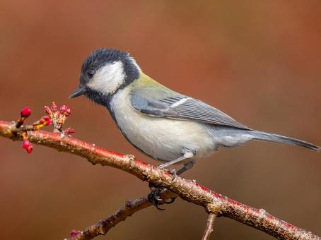 枝にとまるシジュウカラ 枝にとまるシジュウカラ シジュウカラ,野鳥,鳥の写真素材