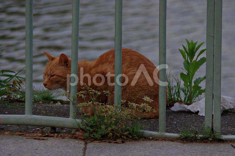春のたそがれの公園猫 ネコ,猫,公園猫の写真素材