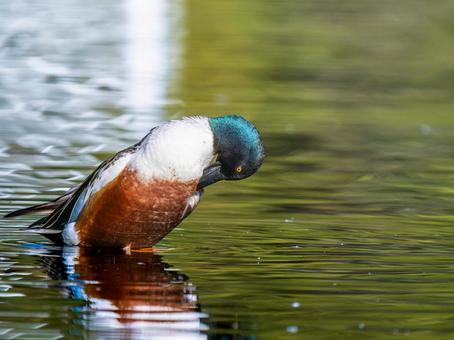 Northern Shoveler, Ducks and Wild Ducks at the Waterfront, JPG