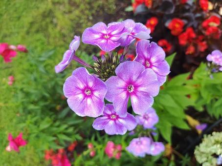 パープルの花 パープルの花の写真