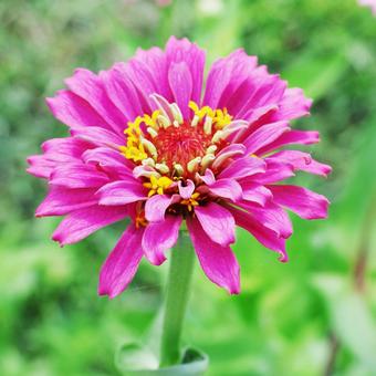 ジニア1 ジニア1 ジニア,花,かわいいの写真素材