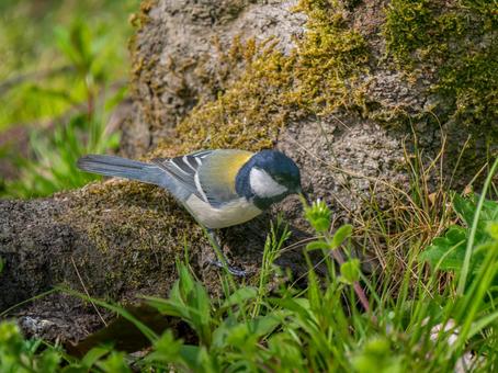 地面を歩くシジュウカラ 地面を歩くシジュウカラの写真