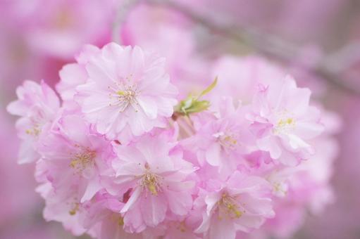 桜 桜の写真