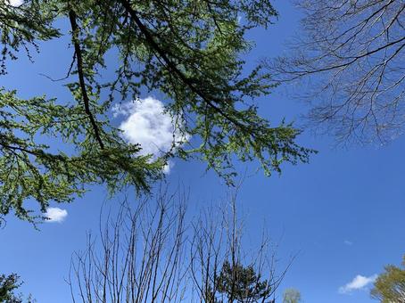 Photo, woods, wood, sky, 