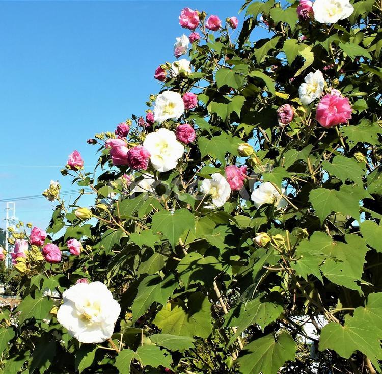 白く咲いた花がピンクにしぼむ スイフヨウ,酔芙蓉,芙蓉の写真素材