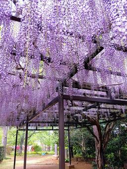 藤棚 観音寺 千葉県柏市 藤棚 観音寺 千葉県柏市 藤棚,フジの花,観音寺の写真素材