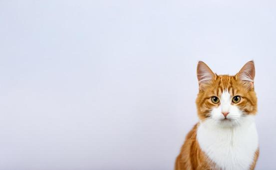 猫の上半身 猫の上半身の写真