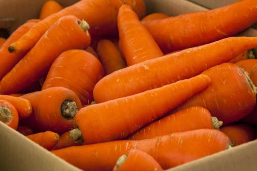 人参2（田原市） ニンジン,人参,根菜の写真素材